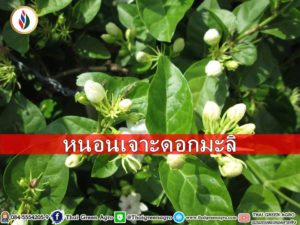 หนอนเจาะดอกมะลิกำจัดด้วยบาซิลลัส ธูริงจิเอนซิส(แบคเทียร์)
