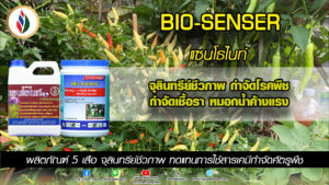 หน้าหนาว หมอกน้ำค้างแรง ควรป้องกันเชื้อราโรคพริกตั้งแต่เนิ่นๆ