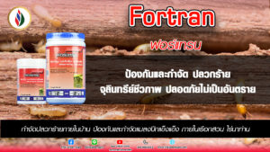 ปลวก เล็กพริกขี้หนู แม้ตัวเล็กก็สามารถทำลายบ้านเรือนหมดเป็นหลังๆ