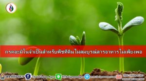 กรดอะมิโนจำเป็นสำหรับพืชที่ดินไม่สมบูรณ์สารอาหารไม่เพียงพอ