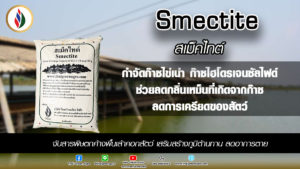เลี้ยงไก่ไข่บนบ่อปลา ไก่ไม่เครียด ปลาโตไว ปลาได้ขนาด ประหยัดอาหาร น้ำไม่เน่าเสีย