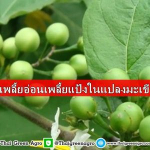 กำจัดเพลี้ยอ่อนเพลี้ยแป้งในแปลงมะเขือพวง