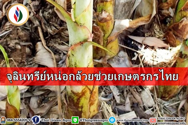 จุลินทรีย์หน่อกล้วยช่วยเกษตรกรไทย