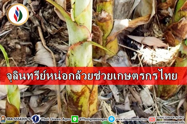 จุลินทรีย์หน่อกล้วยช่วยเกษตรกรไทย