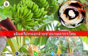 จุลินทรีย์หน่อกล้วยช่วยเกษตรกรไทย