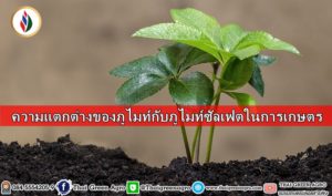 ความแตกต่างของภูไมท์กับภูไมท์ซัลเฟตในการเกษตร