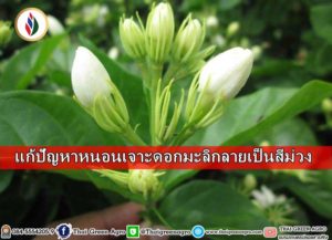 แก้ปัญหาหนอนเจาะดอกมะลิกลายเป็นสีม่วง