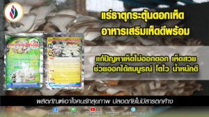 พืชกระทบหนาวให้ฉีดพ่นซิงค์อะโกรป้องกัน แล้วถ้าเห็ดกระทบหนาวฉีดพ่นอะไรดี?