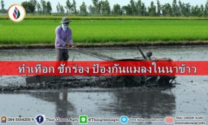 ทำเทือก ชักร่อง ป้องกันแมลงในนาข้าว