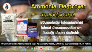 บาซิลลัสMT กับ สเม็คไทต์ ใช้ในการเลี้ยงสัตว์น้ำดีอย่างไร