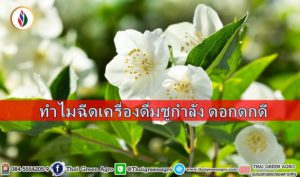 ทำไมฉีดเครื่องดื่มชูกำลัง ดอกดกดี
