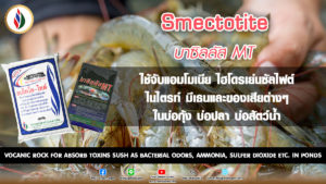แก๊สไข่เน่า…เรื่องเศร้าๆของกุ้ง