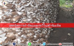 เทคนิคการกำจัดแมลงหวี่ในฟาร์มเห็ด