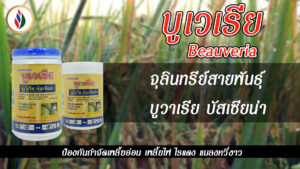 “บูเวเรีย” จุลินทรีย์สายพันธุ์บิวเวอร์เรีย กำจัดแมลงศัตรูพืช