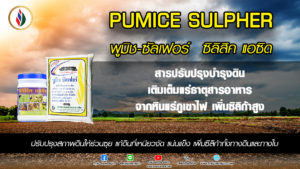 ซิลิก้าทางใบและทางดินที่ใช้ได้ผลในนาข้าว