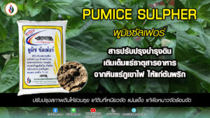 การเพาะเมล็ดพริกให้สมบูรณ์แข็งแรง