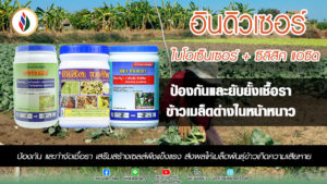 ป้องกันโรคข้าวเมล็ดด่างในฤดูหนาว