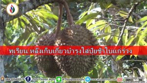 ทุเรียน:หลังเก็บเกี่ยวบำรุงใส่ปุ๋ยช้าใบแก่ร่วง