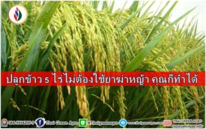 ปลูกข้าว 5 ไร่ไม่ต้องใช้ยาฆ่าหญ้า คุณก็ทำได้
