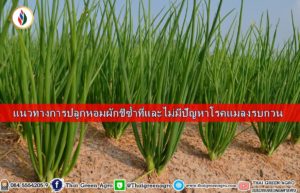 แนวทางการปลูกหอมผักชีซ้ำที่และไม่มีปัญหาโรคแมลงรบกวน