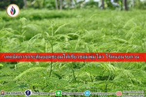 เทคนิคการกระตุ้นยอดชะอมให้เขียวชอุ่มพุ่มไสว ไร้หนอนรบกวน