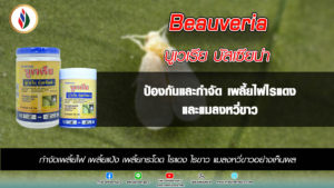 บูวาเรีย(บูเวเรีย บัสเซียน่า)กำจัดแมลงหวี่ขาว (White fly)