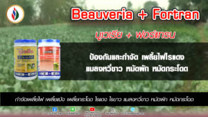 หมัดผักหมัดกระโดดแม้ร้ายกาจ เอาอยู่คุมได้ตายชัวร์ๆ
