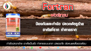 ปลูกไม้ผลแซมต้นกล้วย ลดปัญหาปลวกหาน้ำช่วงหน้าแล้งได้