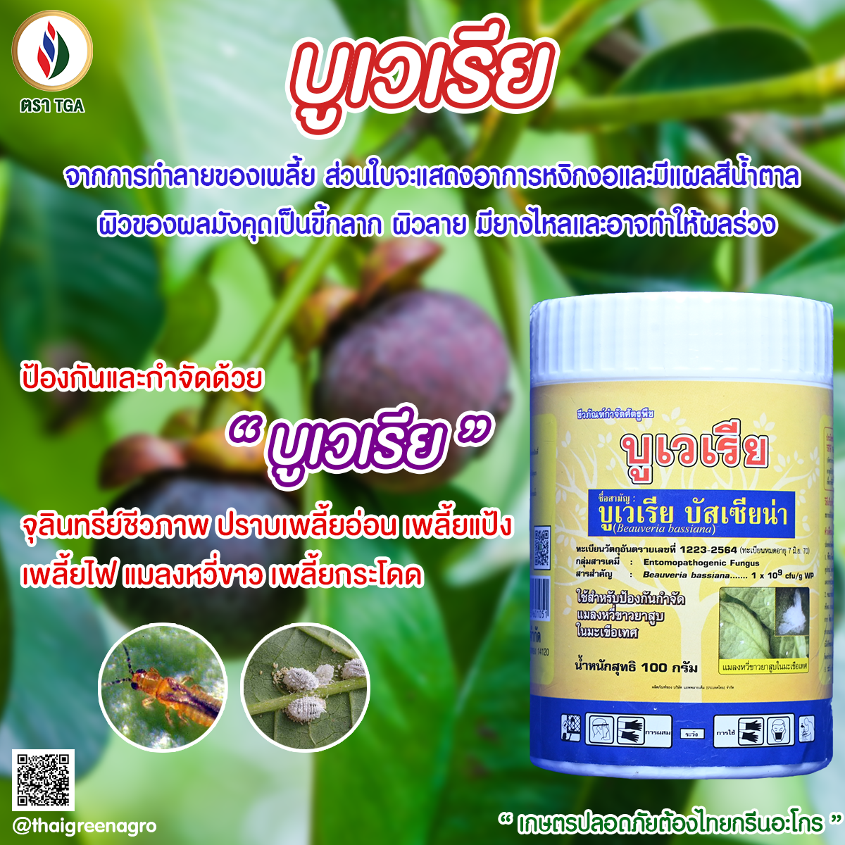 13.บูเวเรีย