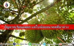 ปัญหาทุเรียนผลดก แต่ใบน้อยอนาคตที่น่าห่วง