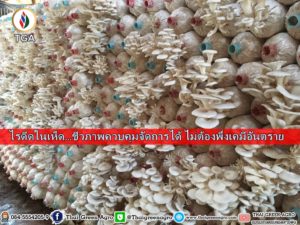ไรดีดในเห็ด…ชีวภาพควบคุมจัดการได้ ไม่ต้องพึ่งเคมีอันตราย
