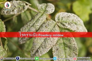 โรคราแป้ง Powdery mildew