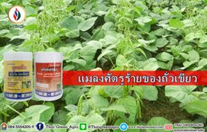 แมลงศัตรูร้ายของถั่วเขียว