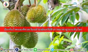 ป้องกันโรคและศัตรูทุเรียนด้วยจุลินทรีย์ชีวภาพมาตรฐานระดับโลก