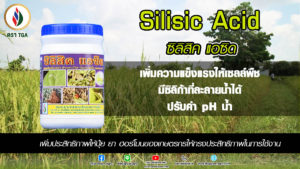 ข้าวใบตั้งชูสู้แสง…หนอนม้วนใบทำลายยาก
