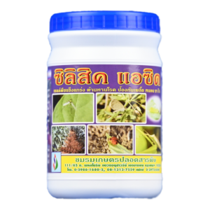 ข้าวใบตั้งชูสู้แสง…หนอนม้วนใบทำลายยาก