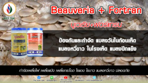 แก้ปัญหาแมลงวันในฟาร์มเห็ด ในช่วงฤดูร้อน