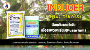 ฟิวซาเรียม(Fusarium)เชื้อโรคร้าย ภัยเงียบที่ป้องกันได้