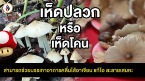 เห็ดปลวกอร่อยมีประโยชน์ ติดที่เพาะไม่ได้ อาศัยกินตามฤดูกาลเท่านั้น