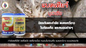 แมลงหวี่ หนอน โรงเห็ดไม่ใช่ปัญหาอีกต่อไป