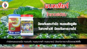 กำจัดและป้องกัน หนอนคืบในกะหล่ำปี