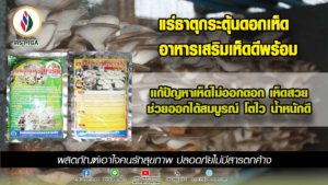 ทานอาหารเป็นยา เลือกทานเห็ดเป็นอาหาร ปลอดภัย ได้ทั้งสารอาหารและยารักษาโรค
