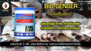 กำจัดราเขียวเห็ดนางรม – นางฟ้าแบบปลอดสารพิษ