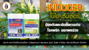 พริก ดอกผลร่วง เพราะห่วงต้นแม่