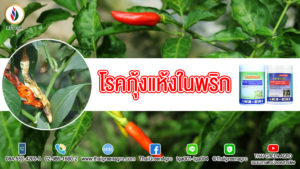 โรคกุ้งแห้งของพริก