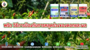 พริก: วิธีการป้องกันการหลุดร่วงของดอกและผล