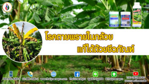 โรคตายพราย ในกล้วย แก้ได้ด้วยชีวภัณฑ์