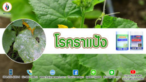 โรคราแป้ง