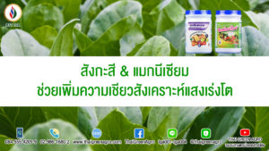 สังกะสี & แมกนีเซียม ช่วยเพิ่มความเขียวสังเคราะห์แสงเร่งโต
