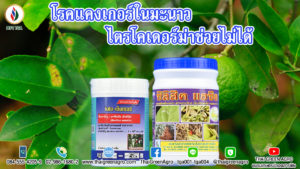 โรคแคงเกอร์ในมะนาว ไตรโคเดอร์ม่าช่วยไม่ได้